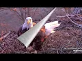 Twig to twig Decorah Eagles North Nest powered by EXPLORE org
