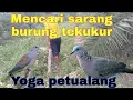 Download Lagu mencari sarang burung tekukur!!yoga petualangan!!di kebun kelapa sawit kecil!!part#3