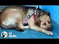Download Lagu Perro rescatado se esconde en la esquina hasta que llega la persona perfecta | El Dodo