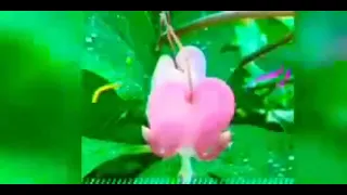 عيني تبكي اغنية مغربيه 