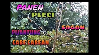 mikat burcil dapat pleci pijantung sogon dan cabe cabean dapat banyak