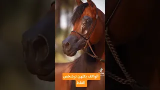 عكال العرب جديد المنشد ازهر الناطق دندنها