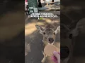 Download Lagu The LEGENDARY DEER of Nara, Japan #travel #japan #nara