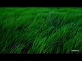 Soothing Prairie Winds for Deep Relaxation | 8 Hours 🛌😪😴