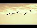 Les oies sauvages | Remix by Dj Philou | Electro