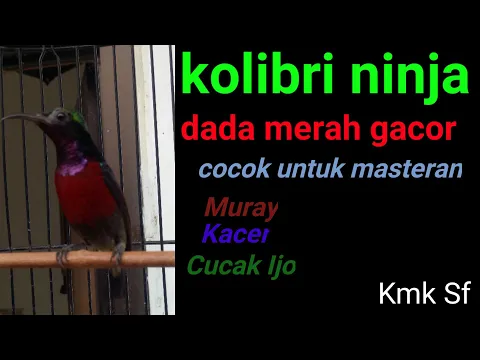 Download MP3 Kolibri ninja gacor, cocok untuk masteran murai, kacer cucak ijo dan burung lomba lain