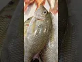 Download Lagu KATAMBAK FISH