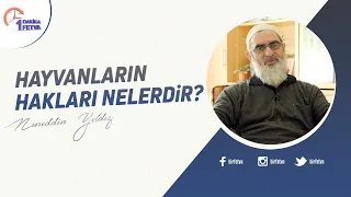 Hayvanların hakları nelerdir?