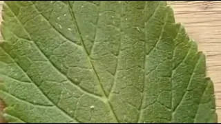 شاهد ورق نبات تحت المجهر 