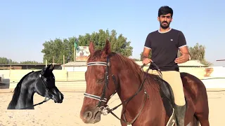سلسلة اساسيات ركوب الخيل     طريقة الثبات على ظهر الجواد   تروت   خبب   النصري الجزء الثاني دندنها