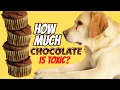 How Much Chocolate Can Kill Your Dog