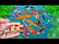 Download Lagu Serok ikan hias, ikan koi, ikan warna-warni, ikan mas lucu, ikan komet, ikan gurame, kurakura brazil