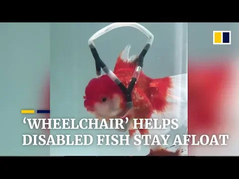 Majitel staví „invalidní vozík“, aby pomohl postiženým zlatým rybkám zůstat na hladině