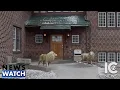 Cornell Fraternity returns a decade after hazing death ICTV News Package