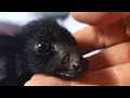 Download Lagu Bat acts like a dog, demands belly rubs