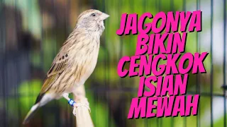 jagonya bikin cengkok isian mewah masteran blackthroat gacor suara jernih idaman