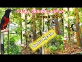 Download Lagu Suara Pikat Murai Batu Paling Ampuh Di Hutan || Sudah Terbukti
