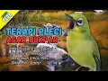 Semua Pleci Pasti Langsung Ikut Bunyi Ngalas - Terapi Pleci Agar Buka Paruh