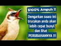 Download Lagu Suara trucukan gacor ropel ngalas buat pancingan trucukan agar bunyi jadikan burung trucuk gacor