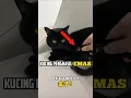 Download Lagu DIERENWERELD VAN GOUD PRODUCERENDE KATTEN #cats #cat #shorts #shortsfeedshorts