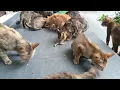 Today the kittens are 251 and 247 and 152 and 101 and 95 and 88 days old