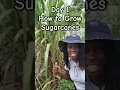 Day 1 How to grow sugarcanes