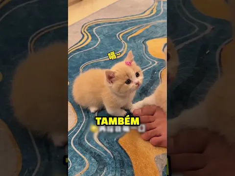 Ajuda para um gatinho triste… 😢