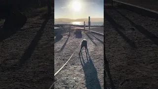 #fyp #dream #youtube #doberman #pets