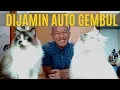 Download Lagu Cara Bikin Kucing Jadi Gembul
