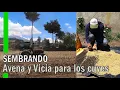 Lagu ASÍ ES CÓMO SEMBRAMOS AVENA CON VICIA PARA LOS CUYES