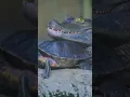Chomp chomp Hungry gators