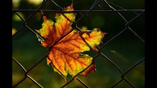 من روائع أحمد مطر  ي ح ي  ا ال  ع       دل دندنها