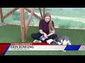 Mini-Schnauzers now up for adoption following rescue