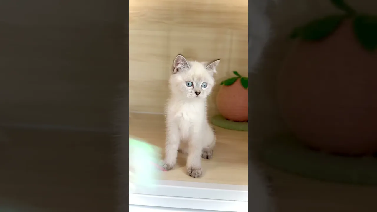 動画