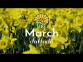 March Birth Flower Daffodil