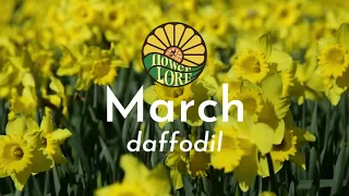March Birth Flower Daffodil