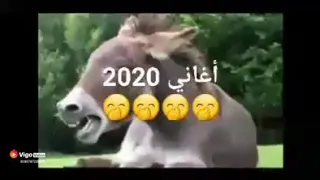 أغاني 2020 ديال الراي صوت الحمار 