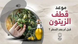 متى موعد قطف الزيتون ومن أفضل زيت الزيتون قبل أم بعد الأمطار 