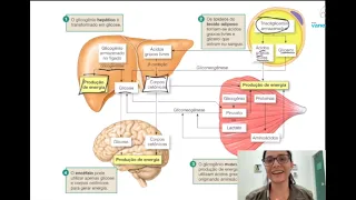 Entenda a importância do fígado no metabolismo energético!