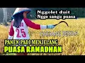 Lagu CIHERANG BERKAH PANEN PADI SEBELUM RAMADHAN TIBA
