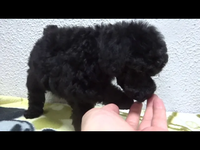 動画