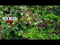 RDR 2 Online Evergreen Huckleberries Location Evergreen Huckleberries picked