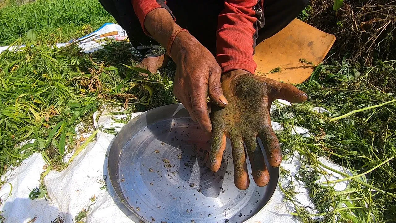 The Art of Hash Making   Unveiling the Process - Nature