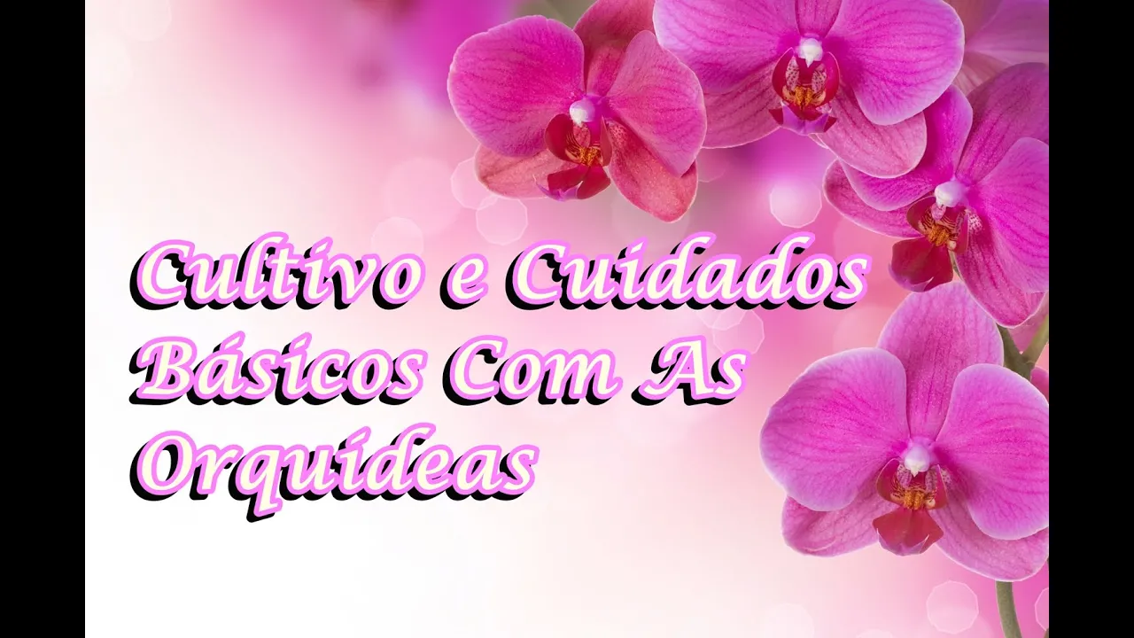 COMO CUIDAR DE ORQUIDEAS CULTIVO E CUIDADOS BÁSICOS COM AS ORQUÍDEAS