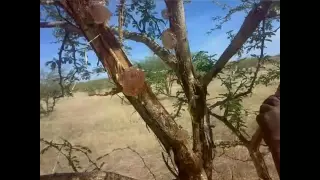 اغاني طرب اولاد نيالا 