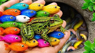 Catch beautiful aquarium fish in small pond baby turtles spider molly fish tadpoles dinosaur eel