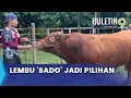 Download Lagu Lembu Korban Berharga RM35,000 Seekor