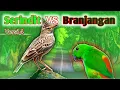 Lagu suara masteran burung BRANJANGAN || kombinasi MASTERAN BURUNG KECIL,burung SERINDIT