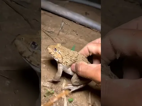 Funny frogs Catching |Wep wep catching frogsfunny |boing catch frogs make you laugh #shortsfeed