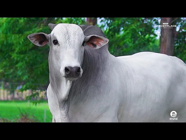 Touro Nelore MLML - 2039